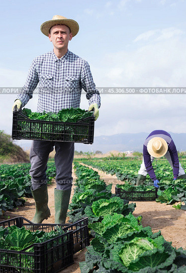 Farmer drags a box of fresh cabbage to field. Стоковое фото, фотограф Яков Филимонов / Фотобанк Лори