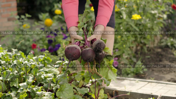 Farmer harvests a fresh crop of beets on the farm bed. Farmer picking beets. Close-up of female hands. Стоковое видео, видеограф EStarodubov / Фотобанк Лори