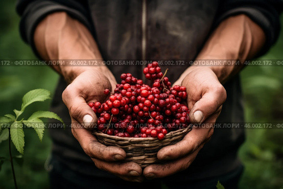 Farmer holding basket of freshly picked schisandra berries. Стоковое AI-изображение, AI-художник Иван Рябоконь / Фотобанк Лори