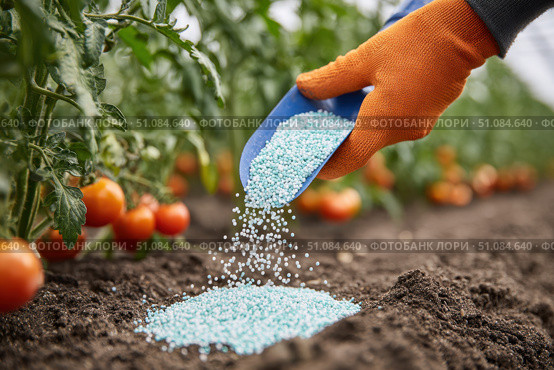 Farmer pours grain fertilizers on the soil. Person applying mineral fertilizer blue granules to green tomato plant. Eco vegetable garden. Agriculture industry, development, economy investment growth. Стоковое AI-изображение, AI-художник Марина Демидюк / Фотобанк Лори