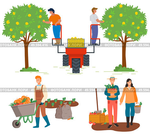 Farming and agriculture vector, man and woman at carrot plantation. Machine lifting people, workers with cart loaded with pumpkins. Flat style harvesting. Pick apples concept. Flat cartoon. Autumn Season Man and Woman at Carrot Plantation. Стоковая иллюстрация, агентство Ingram Publishing / Фотобанк Лори