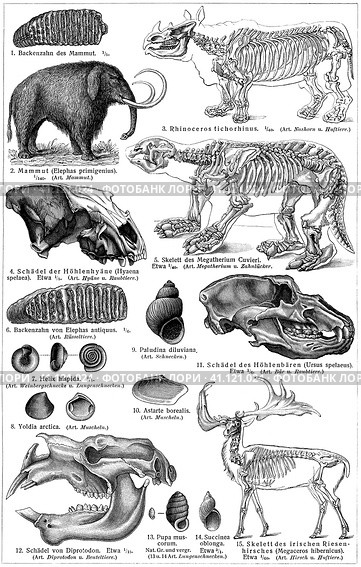 Fauna of the Quaternary period. Publication of the book "Meyers Konversations-Lexikon", Volume 2, Leipzig, Germany, 1910. Стоковая иллюстрация, иллюстратор Sergey Kohl / Фотобанк Лори