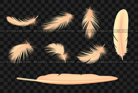 Feathers  Transparent Set. Стоковая иллюстрация, агентство Ingram Publishing / Фотобанк Лори