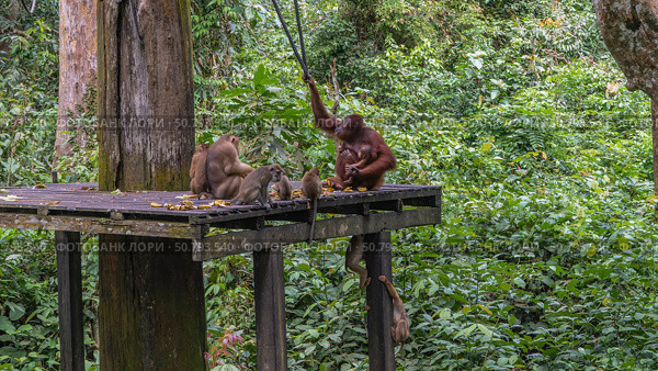 Feeding monkeys in the Sepilok Orangutan Rehabilitation Centre. Long-tailed, stump-tailed macaques gathered on a boardwalk, eating fruits laid out. Mother orangutan hugs baby.Green tropical vegetation. Стоковое фото, фотограф Вера Ивановна Кубарева / Фотобанк Лори