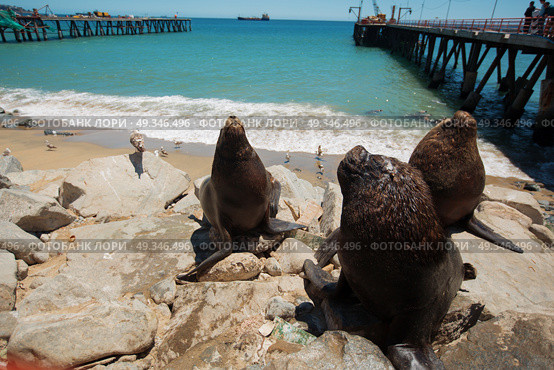 feeding the pelicans and sea lions in the UNESCO World Heritage port city of Valparaiso in Chile. Стоковое фото, агентство Ingram Publishing / Фотобанк Лори