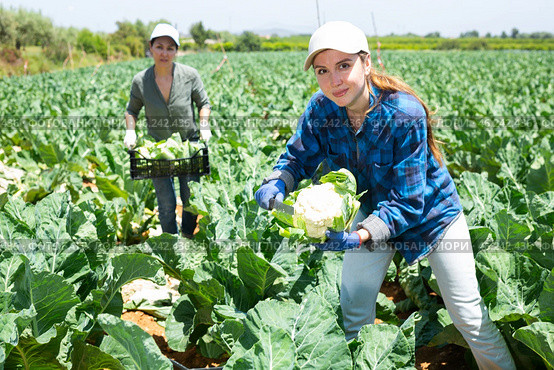 Female farmer working in a farm field, harvesting cauliflower cabbage on sunny spring day. Стоковое фото, фотограф Яков Филимонов / Фотобанк Лори