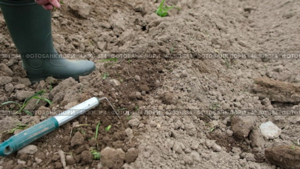 Female hand loosens the ground with hoe, takes out the roots, makes recess in the garden for planting seeds. Стоковое видео, видеограф Светлана Ельцова / Фотобанк Лори