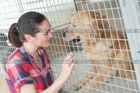 female kennel employee is checking dogs state. Стоковое фото, агентство Ingram Publishing / Фотобанк Лори