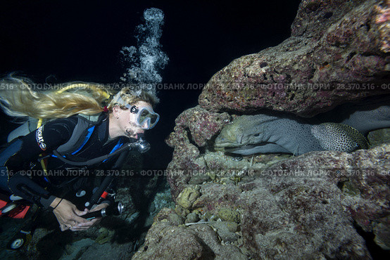 Female scuba diver looks at group of moray eels in the night. Yellow-edged moray or Speckled moray (Gymnothorax flavimarginatus) (2018 год). Редакционное фото, фотограф Некрасов Андрей / Фотобанк Лори