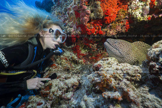 Female scuba diver looks at moray eel. Laced moray, Leopard moray or Honeycomb Moray (Gymnothorax favagineus) (2018 год). Редакционное фото, фотограф Некрасов Андрей / Фотобанк Лори
