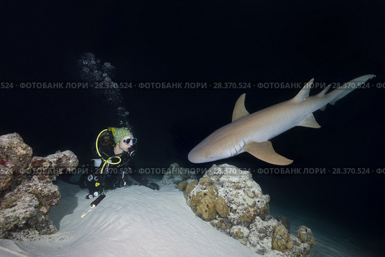 Female scuba diver looks at shark in the night. Tawny nurse shark, Giant sleepy shark or Madame X (Nebrius ferrugineus) (2018 год). Редакционное фото, фотограф Некрасов Андрей / Фотобанк Лори