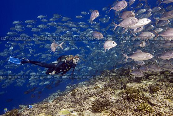 Female scuba diver swims inside school of bayads in blue water over coral reef. Bayad, Bigeye Trevally or Dusky Jack (Caranx sexfasciatus) (2018 год). Редакционное фото, фотограф Некрасов Андрей / Фотобанк Лори
