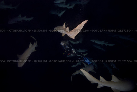 Female scubadiver swims in a pack of Tawny nurse sharks (Nebrius ferrugineus) at night (2018 год). Редакционное фото, фотограф Некрасов Андрей / Фотобанк Лори