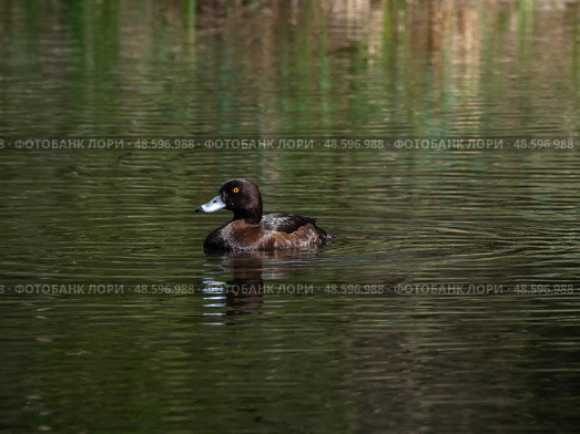 Female tufted duck swims on a pond. Стоковое фото, фотограф Саблин Станислав / Фотобанк Лори