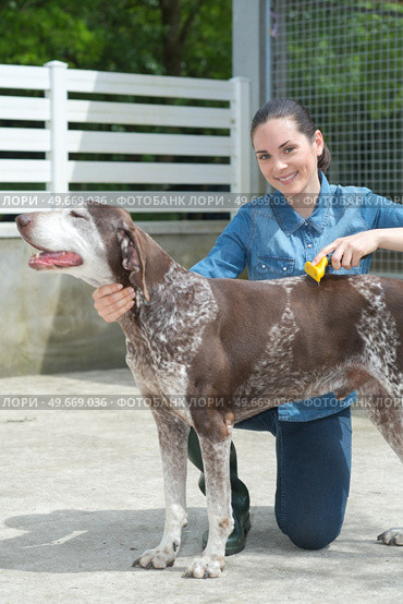female vet stroking dog at animal shelter. Стоковое фото, агентство Ingram Publishing / Фотобанк Лори