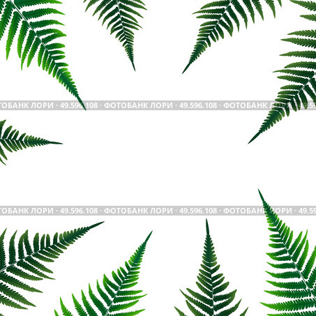 Fern Leaf Vector Background Illustration EPS10. Colored Fern Leaf Vector Background Illustration. EPS10. Стоковая иллюстрация, агентство Ingram Publishing / Фотобанк Лори