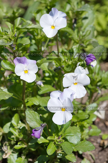 Фиалка трехцветная (лат. Viola tricolor), или анютины глазки цветет в саду. Стоковое фото, фотограф Елена Коромыслова / Фотобанк Лори
