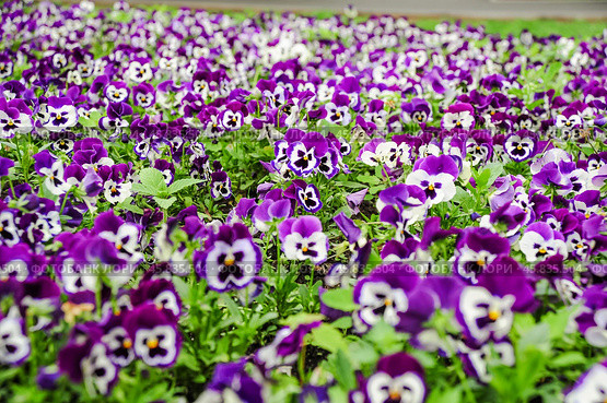 Фиалка трёхцветная (Viola tricolor), фиалка Виттрока, садовые анютины глазки. Стоковое фото, фотограф Алёшина Оксана / Фотобанк Лори