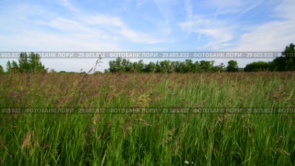 Field grass swaying in wind. Nature of Russia. Стоковое видео, видеограф Володина Ольга / Фотобанк Лори
