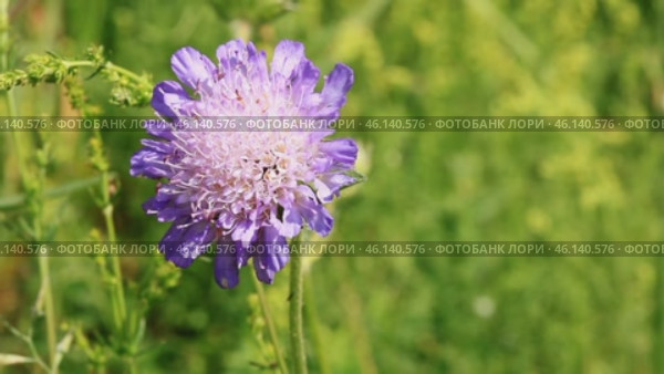 Field scabious, macro, shallow depth of field. Стоковое видео, видеограф Татьяна Лобанова / Фотобанк Лори