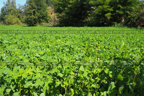 Field with green clover. Organized planting of clover. Clover Trifolium, a genus of plants in the legume family Fabaceae, Moth Faboideae. Agricultural crop honey plant, fodder plant, green manure. Стоковое фото, фотограф Юлия Петровская / Фотобанк Лори