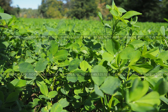 Field with green clover. Organized planting of clover. Clover Trifolium, a genus of plants in the legume family Fabaceae, Moth Faboideae. Agricultural crop honey plant, fodder plant, green manure. Стоковое фото, фотограф Юлия Петровская / Фотобанк Лори