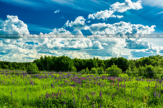 Field with purple lupins and dramatic clouds in the sky on a sunny day. Стоковое фото, фотограф Емельянов Евгений Викторович / Фотобанк Лори
