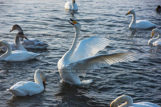Fighting white whooping swans. Стоковое фото, фотограф Jan Jack Russo Media / Фотобанк Лори