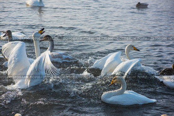 Fighting white whooping swans. Стоковое фото, фотограф Jan Jack Russo Media / Фотобанк Лори