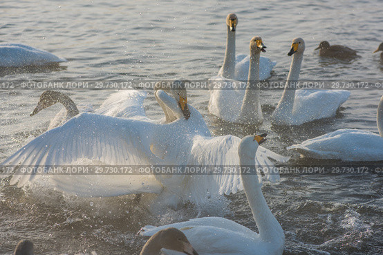 Fighting white whooping swans. Стоковое фото, фотограф Jan Jack Russo Media / Фотобанк Лори