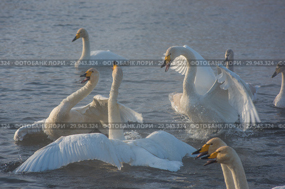 Fighting white whooping swans. Стоковое фото, фотограф Jan Jack Russo Media / Фотобанк Лори
