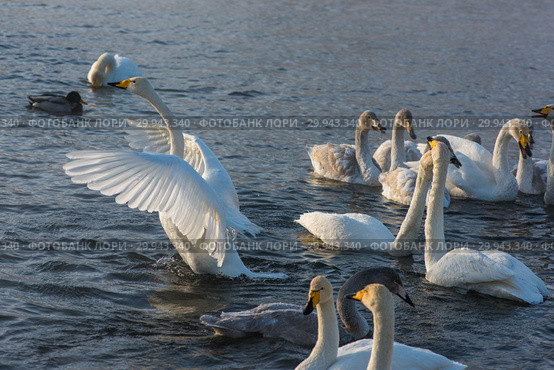 Fighting white whooping swans. Стоковое фото, фотограф Jan Jack Russo Media / Фотобанк Лори