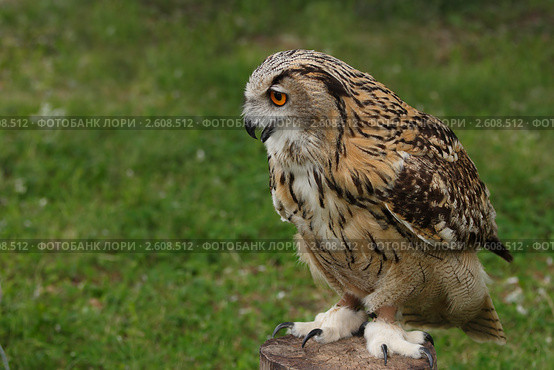 Филин.(Bubo bubo) Стоковое фото, фотограф Роман Рожков / Фотобанк Лори