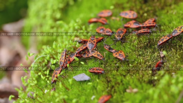 Firebug, Pyrrhocoris apterus, is a common insect of the family Pyrrhocoridae. Стоковое видео, видеограф Андрей Армягов / Фотобанк Лори
