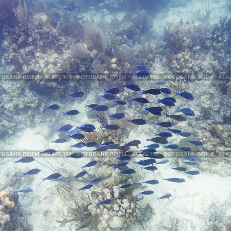 Fish and corals underwater, Turneffe Atoll, Belize Barrier Reef, Belize. Стоковое фото, агентство Ingram Publishing / Фотобанк Лори