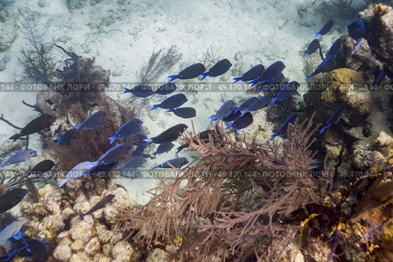 Fish and corals underwater, Turneffe Atoll, Belize Barrier Reef, Belize. Стоковое фото, агентство Ingram Publishing / Фотобанк Лори