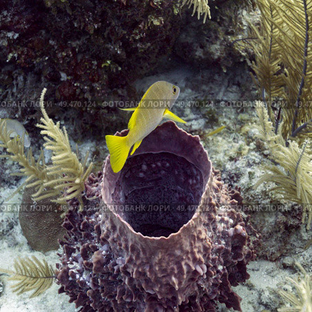 Fish over Tube Sponge Coral, Belize Barrier Reef, Belize. Стоковое фото, агентство Ingram Publishing / Фотобанк Лори