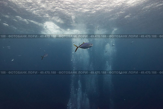 Fish underwater, Turneffe Atoll, Belize Barrier Reef, Belize. Стоковое фото, агентство Ingram Publishing / Фотобанк Лори