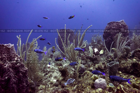 Fish with corals underwater, Belize Barrier Reef, Belize. Стоковое фото, агентство Ingram Publishing / Фотобанк Лори