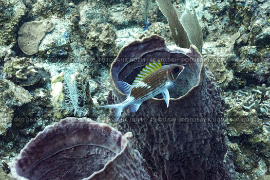 Fish with Tube Sponge Coral underwater, Three Amigos, Turneffe Atoll, Belize Barrier Reef, Belize. Стоковое фото, агентство Ingram Publishing / Фотобанк Лори