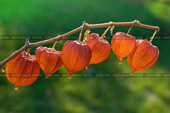 Физалис (Physalis) Стоковое фото, фотограф Александр Алексеев / Фотобанк Лори