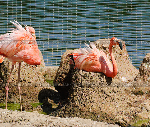 Фламинго (Phoenicopterus) на гнёздах. Стоковое фото, фотограф Алёшина Оксана / Фотобанк Лори