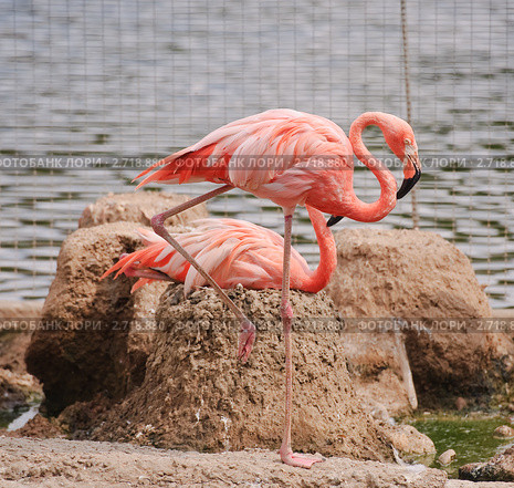 Фламинго (Phoenicopterus) на гнёздах. Стоковое фото, фотограф Алёшина Оксана / Фотобанк Лори
