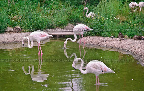 Фламинго розовый в воде. (Phoenicopterus roseus) Стоковое фото, фотограф Алёшина Оксана / Фотобанк Лори