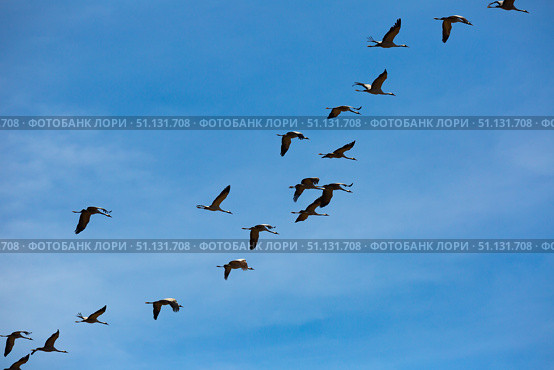 Flight of migrating cranes in cloud sky. Стоковое фото, фотограф Яков Филимонов / Фотобанк Лори