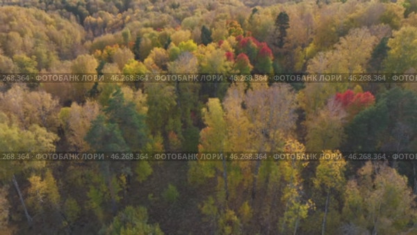 Flight over autumn forest. Beautiful autumn colors. Aerial view. Стоковое видео, видеограф Георгий Мякишев / Фотобанк Лори