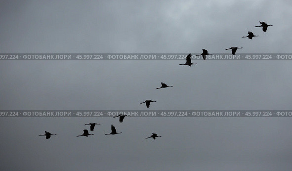 Flock of cranes in the cloudy sky. Стоковое фото, фотограф Яков Филимонов / Фотобанк Лори