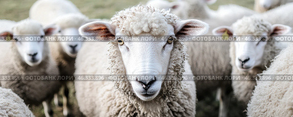 Flock of sheep grazes peacefully in a rustic farm setting alive with nature. Detailed closeup of brown and white sheep herd. Concept of sheep farming and herding. Open-air sheepfold. Farmhouse. Стоковое AI-изображение, AI-художник Евгений Демидюк / Фотобанк Лори