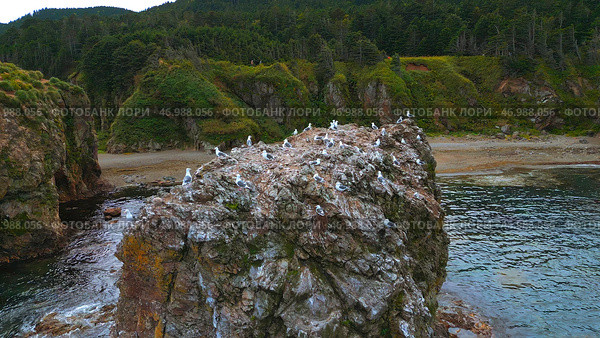 Flocks of seagulls on sea rocks off coast of wild island. Стоковое фото, фотограф David Kashakhi / Фотобанк Лори