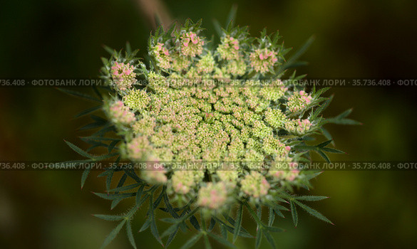 Flora of Gran Canaria - Daucus carota, wild carrot white flowers natural macro floral background. Стоковое фото, фотограф Tamara Kulikova / Фотобанк Лори